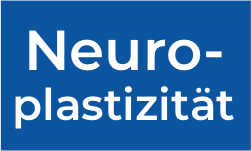 Neuroplastizität – wofür wir sie im Neuromentaltraining perfekt nutzen können!